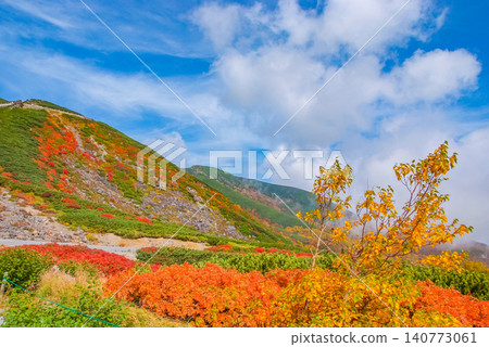 在一個晴朗的秋日，美麗的景色徐徐展開：雪山乘鞍山的山坡作為背景，前景中盛開著鮮豔的紅色花楸樹。 140773061
