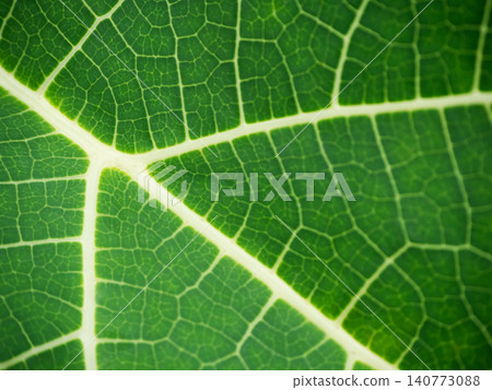 plant tropical summer forest nature tree growth garden foliage abstract backdrop spring season autumn wallpaper agriculture natural organic, concept ecosystem environment plant tropical summer forest nature tree growth garden foliage abstract backdrop spring season autumn wallpaper agriculture natural organic, concept ecosystem environment 140773088