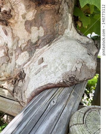 Encroaching plane tree trunks 140773112