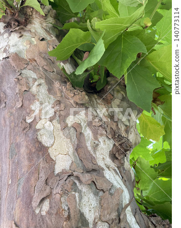 Plane tree bark Plane tree bark 140773114