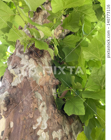 Plane tree bark 140773116