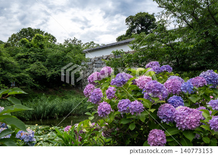 Hydrangeas in Maizuru Park and Fukuoka Castle Ruins Hydrangeas in Maizuru Park and Fukuoka Castle Ruins 140773153