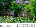 Hydrangeas in Maizuru Park and Fukuoka Castle Ruins 140773154