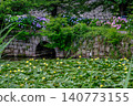 Hydrangeas in Maizuru Park and Fukuoka Castle Ruins 140773155