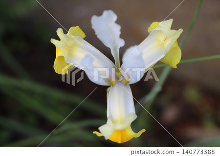The yellow, white, and orange flowers of the Dutch iris, a member of the iris family, bloom in the spring garden. 140773388