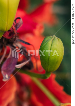 Close-up of vibrant red flowers of the Delonix regia, commonly known as the royal poinciana or flame tree, showcasing intricate petal structures and stamens. Close-up of vibrant red flowers of the Delonix regia, commonly known as the royal poinciana or flame tree, showcasing intricate petal structures and stamens. 140773574