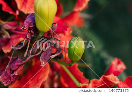 Close-up of vibrant red flowers of the Delonix regia, commonly known as the royal poinciana or flame tree, showcasing intricate petal structures and stamens. Close-up of vibrant red flowers of the Delonix regia, commonly known as the royal poinciana or flame tree, showcasing intricate petal structures and stamens. 140773575
