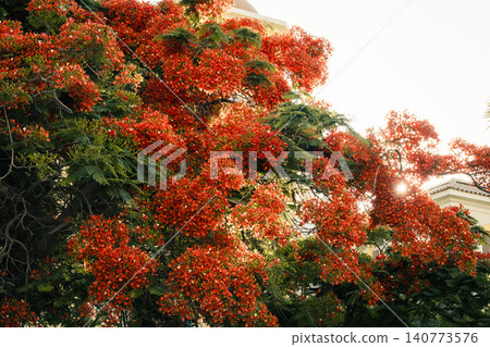 Close-up of vibrant red flowers of the Delonix regia, commonly known as the royal poinciana or flame tree, showcasing intricate petal structures and stamens. Close-up of vibrant red flowers of the Delonix regia, commonly known as the royal poinciana or flame tree, showcasing intricate petal structures and stamens. 140773576