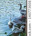 A white goose swims gracefully on calm water. The surface reflects light, creating a serene atmosphere. Green foliage frames the scene. 140773608
