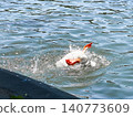A white goose swims gracefully on calm water. The surface reflects light, creating a serene atmosphere. Green foliage frames the scene. 140773609