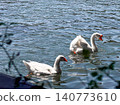 A white goose swims gracefully on calm water. The surface reflects light, creating a serene atmosphere. Green foliage frames the scene. 140773610
