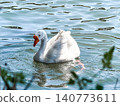 A white goose swims gracefully on calm water. The surface reflects light, creating a serene atmosphere. Green foliage frames the scene. 140773611