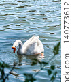 A white goose swims gracefully on calm water. The surface reflects light, creating a serene atmosphere. Green foliage frames the scene. 140773612
