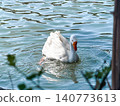 A white goose swims gracefully on calm water. The surface reflects light, creating a serene atmosphere. Green foliage frames the scene. 140773613