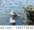 A white goose swims gracefully on calm water. The surface reflects light, creating a serene atmosphere. Green foliage frames the scene. 140773616