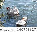 A white goose swims gracefully on calm water. The surface reflects light, creating a serene atmosphere. Green foliage frames the scene. 140773617