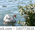 A white goose swims gracefully on calm water. The surface reflects light, creating a serene atmosphere. Green foliage frames the scene. 140773618
