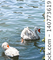 A white goose swims gracefully on calm water. The surface reflects light, creating a serene atmosphere. Green foliage frames the scene. 140773619