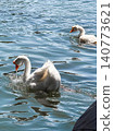 A white goose swims gracefully on calm water. The surface reflects light, creating a serene atmosphere. Green foliage frames the scene. 140773621