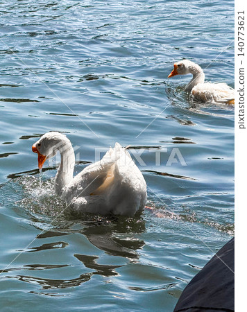A white goose swims gracefully on calm water. The surface reflects light, creating a serene atmosphere. Green foliage frames the scene. A white goose swims gracefully on calm water. The surface reflects light, creating a serene atmosphere. Green foliage frames the scene. 140773621