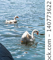 A white goose swims gracefully on calm water. The surface reflects light, creating a serene atmosphere. Green foliage frames the scene. 140773622