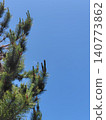 Pine and blue sky 140773862