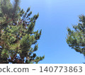 Pine trees and a blue sky (sideways) 140773863