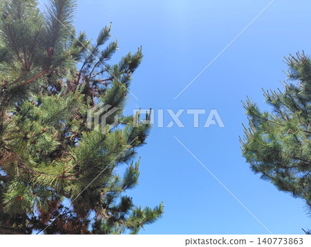 Pine trees and a blue sky (sideways) Pine trees and a blue sky (sideways) 140773863