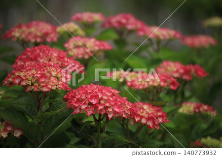 茨城縣北茨木市初夏美景:繡球花林中盛開著紅色的繡球花,散景營造出驚豔的效果。 茨城縣北茨木市初夏美景:繡球花林中盛開著紅色的繡球花,散景營造出驚豔的效果。 140773932