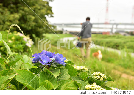 一名男子沿著茅崎市的小出川遛狗，那裡繡球花正盛開。 140773947