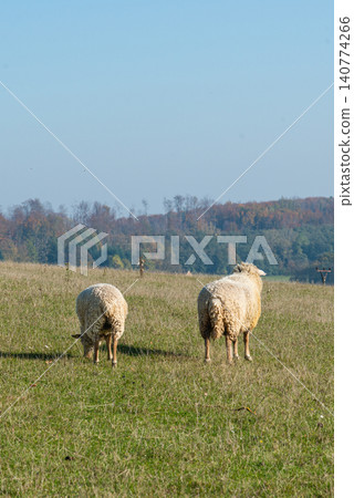 Herd of sheep grazing on pasture Herd of sheep grazing on pasture 140774266