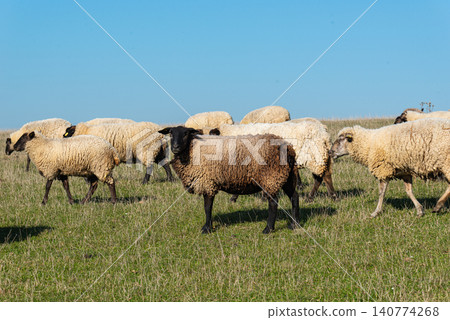 Herd of sheep grazing on pasture 140774268