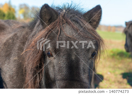 Detail of Shetland pony on pasture 140774273