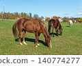 Horses on a pasture during autumn 140774277