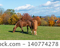 Horses on a pasture during autumn 140774278