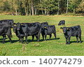 A herd of black cattle on green outdoor pasture 140774279