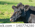Potrait of black cow on pasture 140774280