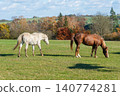 Horses on a pasture during autumn 140774281