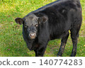 close-up of black Angus cattle on pasture 140774283