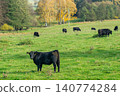 A herd of black cattle on green outdoor pasture 140774284