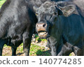 Potrait of black cow on pasture 140774285