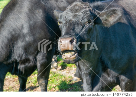Potrait of black cow on pasture Potrait of black cow on pasture 140774285