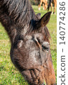 Detail of a brown horse grazing on pasture 140774286