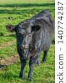 Single black meat cattle grazing on pasture 140774287