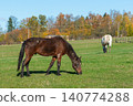 Horses on a pasture during autumn 140774288