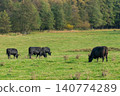 A herd of black cattle on green outdoor pasture 140774289