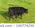 Single black meat cattle grazing on pasture 140774290