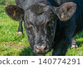 close-up of black Angus cattle on pasture 140774291