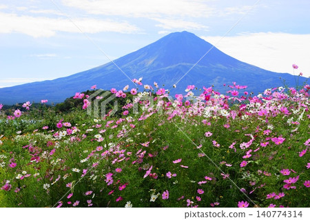 A field of cosmos flowers and Mount Fuji without snow - September, Mount Fuji 970 Cosmos, Oishi Park A field of cosmos flowers and Mount Fuji without snow - September, Mount Fuji 970 Cosmos, Oishi Park 140774314