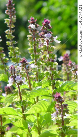 A herb plant with purple flowers (September) Cinnamon Basil 01V9.16 A herb plant with purple flowers (September) Cinnamon Basil 01V9.16 140774321
